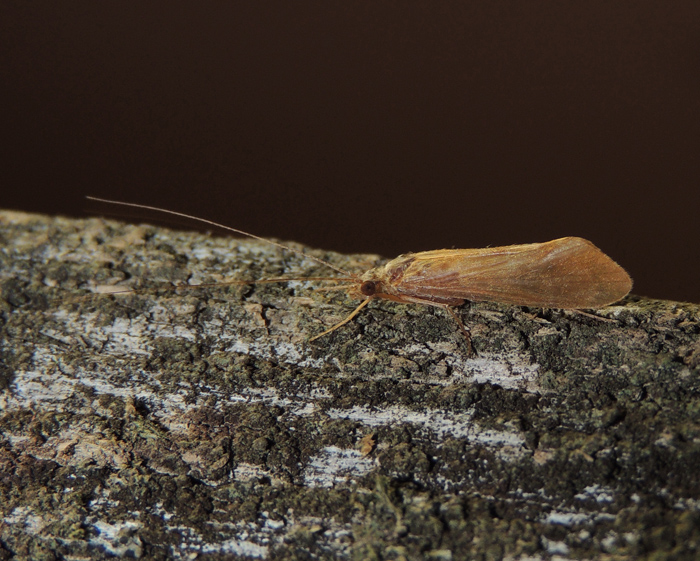 Limnephilidae: Anabolia sp.? - No, Hydropsychidae